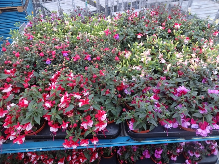 <h4>FUCHSIA MIXK</h4>