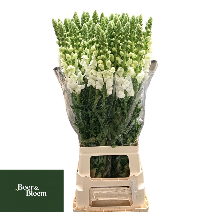 <h4>ANTIR POTO EARL WHIT</h4>