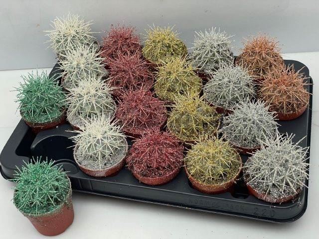 <h4>Echinocactus grusonii</h4>