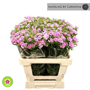 DI BARB DOBLINO FANS