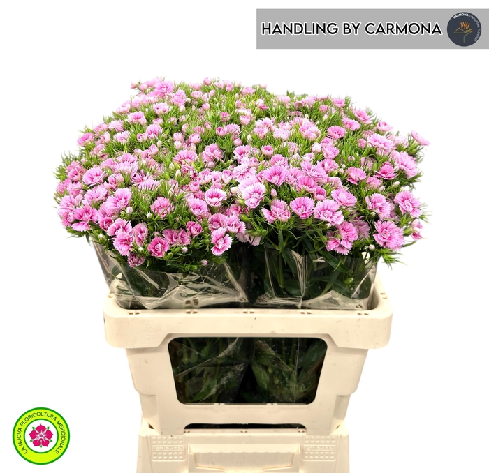 <h4>DI BARB DOBLINO FANS</h4>