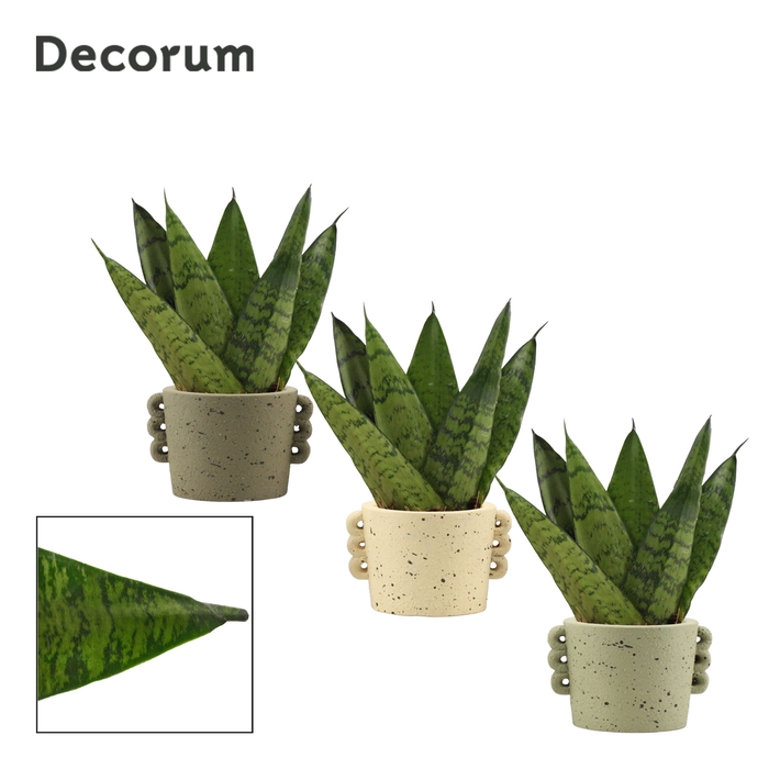 <h4>Sansevieria zeylanica fan 6 cm in Dione (Nature world-collection</h4>