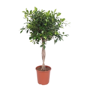 Ficus Nitida