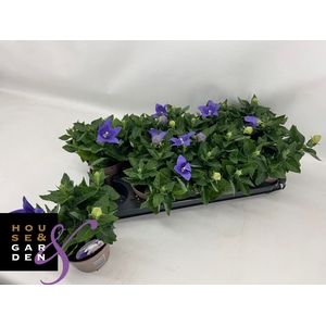 PLATYCO GR ASTRA BLU