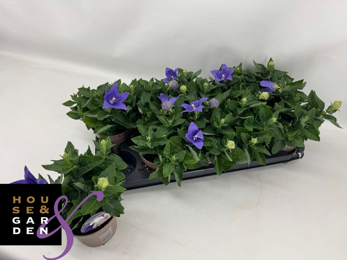 <h4>PLATYCO GR ASTRA BLU</h4>