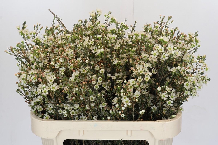 <h4>Chamelaucium Sirius</h4>