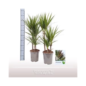 Dracaena marginata 3 toef