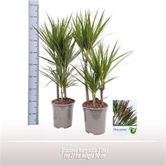 <h4>Dracaena marginata 3 toef</h4>