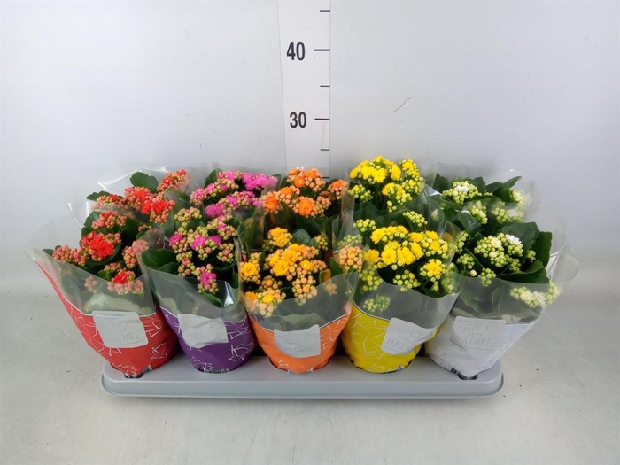 <h4>Kalanchoe blos. 'Perfecta'  ..mix 5</h4>