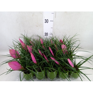 Tillandsia cyanea 'Anita'