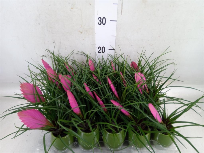 <h4>Tillandsia cyanea 'Anita'</h4>