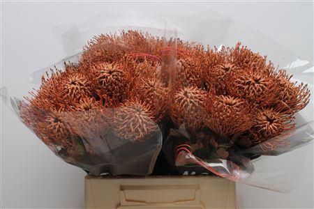<h4>Leuco Klbh Brown</h4>