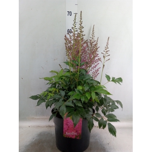 Astilbe arendsii 'Drum and Bass'