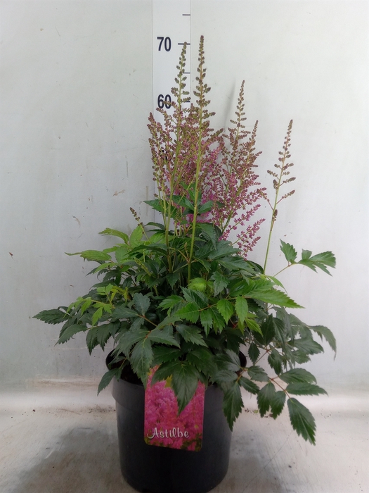 <h4>Astilbe arendsii 'Drum and Bass'</h4>