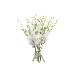 Dendr White