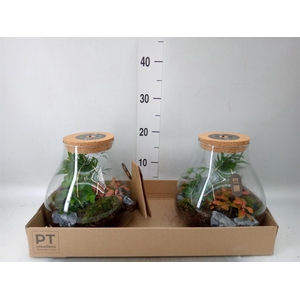 Arr.   Kamerplant Groen H%
