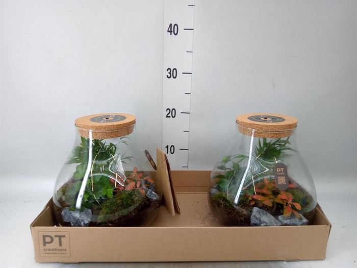 <h4>Arr.   Kamerplant Groen H%</h4>