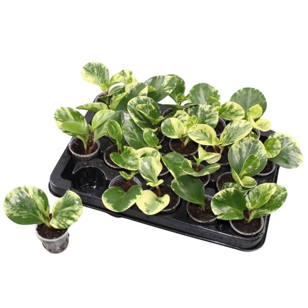 <h4>Peperomia obtusifolia 'Obtipan Bicolor'</h4>