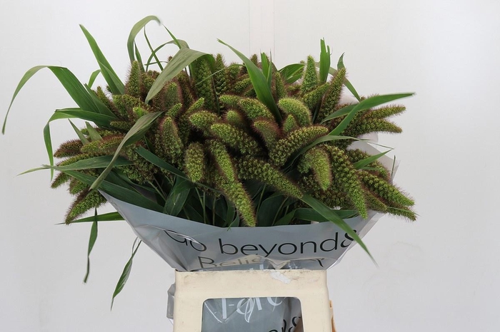 <h4>SETARIA IT RED JEWEL</h4>