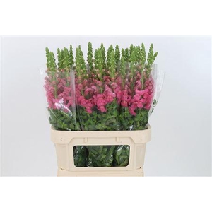 Antir Antibes Rose