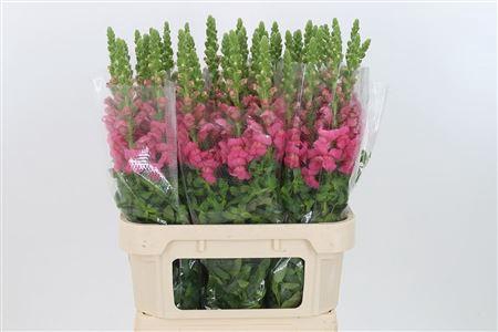 <h4>Antir Antibes Rose</h4>