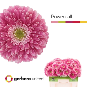 Gerbera Pomponi Power Ball Water