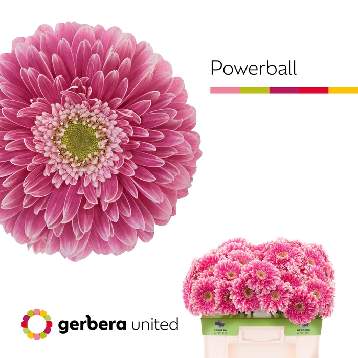<h4>GE GB POM POWER BALL</h4>