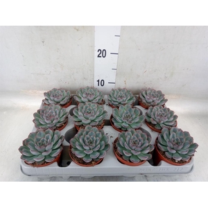 Echeveria  'Hercules'