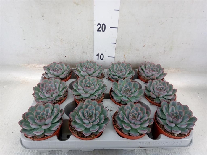 <h4>Echeveria  'Hercules'</h4>