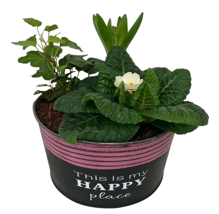 <h4>Primula Happy Zink rond Prim + Hyacint + Hedera 651</h4>