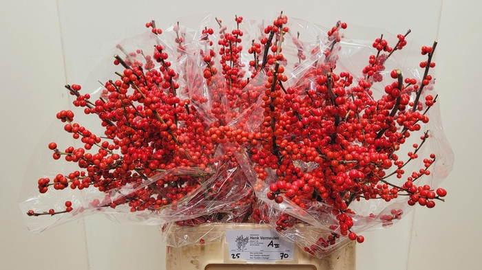 <h4>ILEX VE RODE BES</h4>