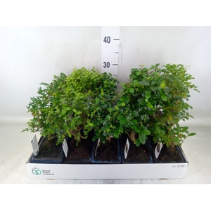Bonsai   ...mix
