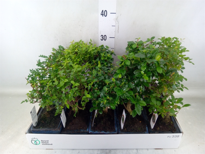 <h4>Bonsai   ...mix</h4>
