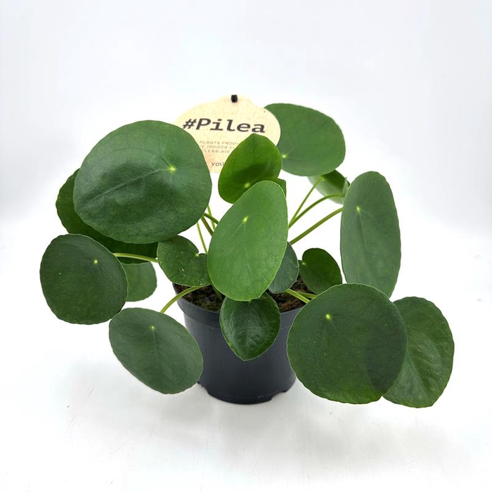 PILEA PEPEROMIOIDES