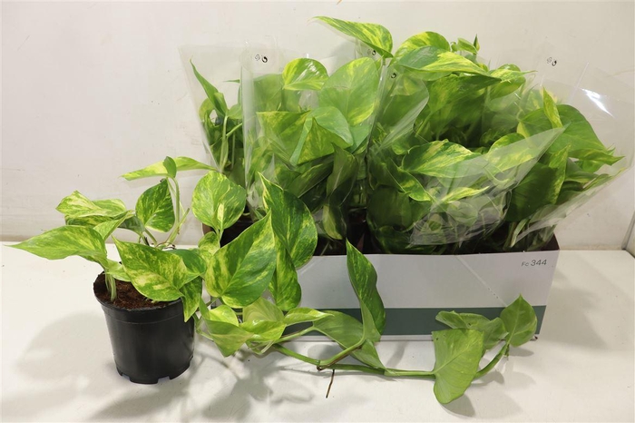 <h4>arr8 Epipr Aureum</h4>