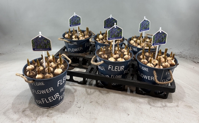 <h4>ARR MUSCARI</h4>