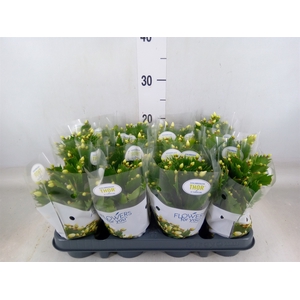 Schlumbergera   ...