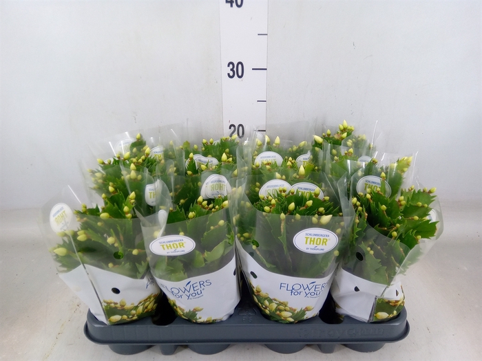 <h4>Schlumbergera   ...</h4>