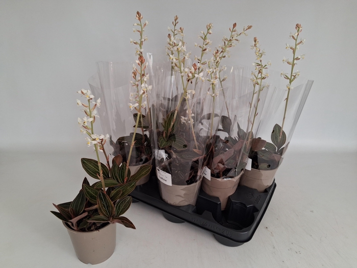 <h4>LUD DISCOLOR</h4>