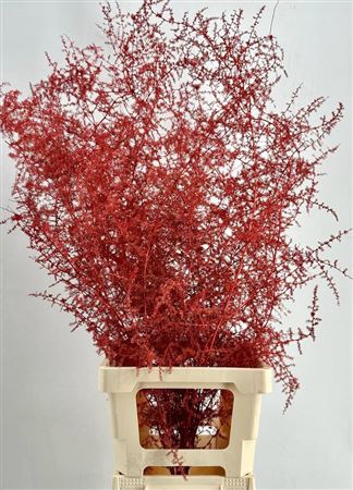 <h4>ASPARAGUS WILD PAINTED $LUXURY RED</h4>