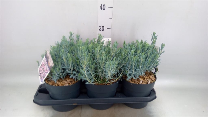 <h4>Andromeda polifolia</h4>