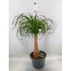 Beaucarnea recurvata