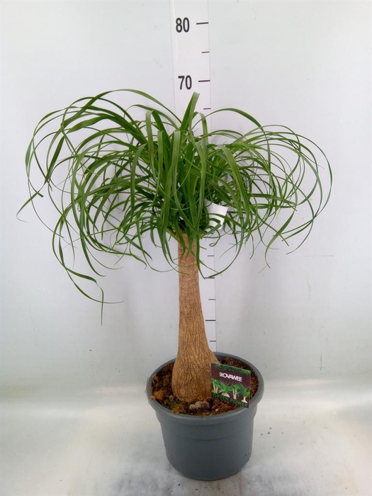 <h4>Beaucarnea recurvata</h4>