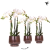 Kolibri Orchids Phalaenopsis white 3 spike in Scandic pot copper
