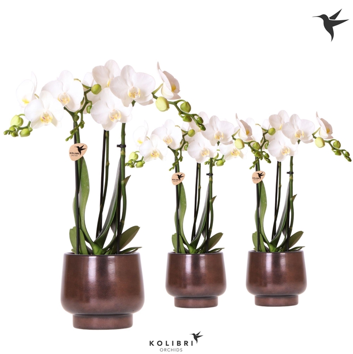Kolibri Orchids Phalaenopsis white 3 spike in Scandic pot copper