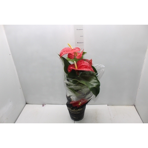 ANTHURIUM MICHIGAN P17 PREMIUM