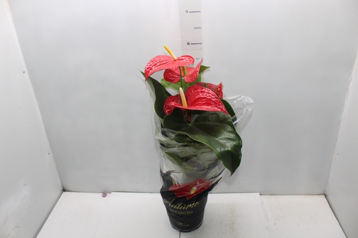 <h4>ANTHURIUM MICHIGAN P17 PREMIUM</h4>