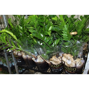 ZAMIOCULCAS P24