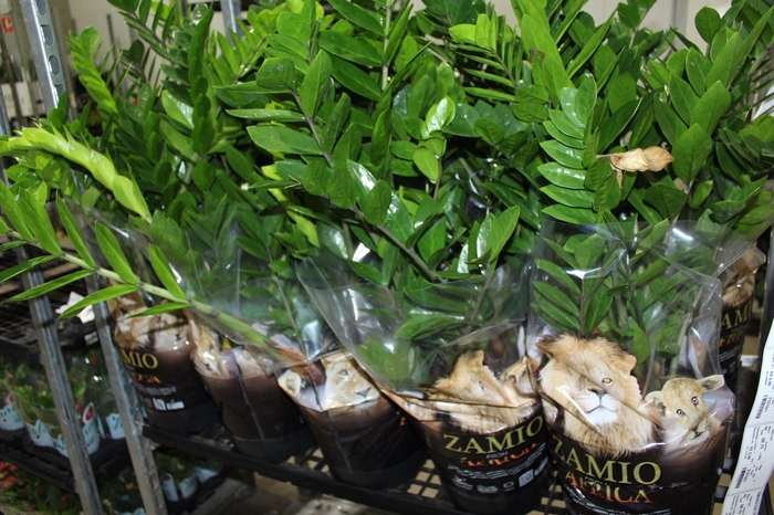 <h4>ZAMIOCULCAS P24</h4>