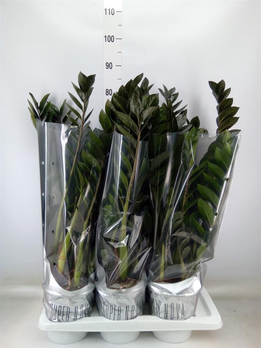 <h4>Zamioculcas zamiifolia 'Super Nova'</h4>